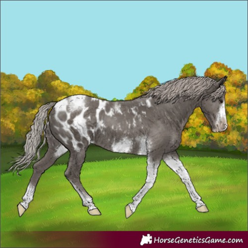 Horse Color:Silver Black Tobiano Frame Blanket Rabicano