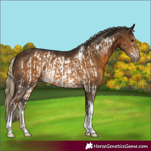 Horse Color:Bay Sabino Frame and Chocolate Palomino Tobiano Rabicano