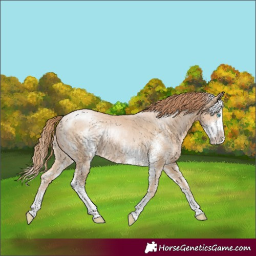 Horse Color:Buckskin Pearl Sabino Rabicano 