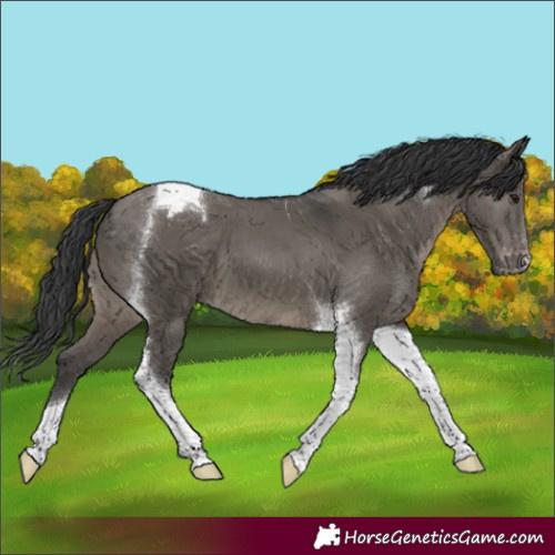Horse Color:Grullo Tobiano Varnish 