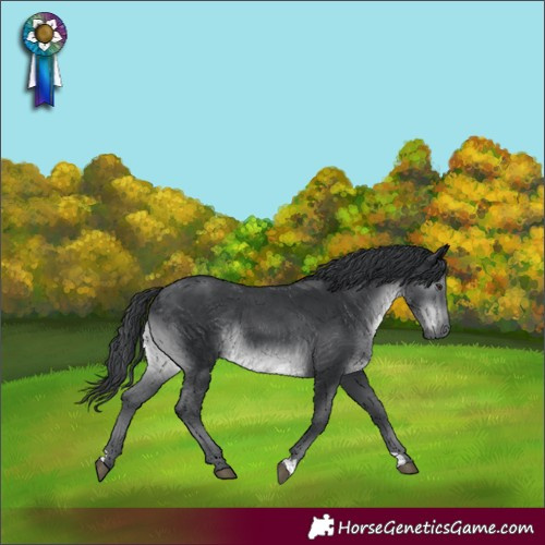 Horse Color:Black Chinchilla