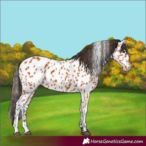 Horse Color:Bay Near Leopard 