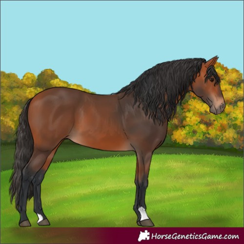 Horse Color:Bay 