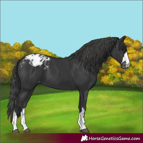 Horse Color:Black Blanket