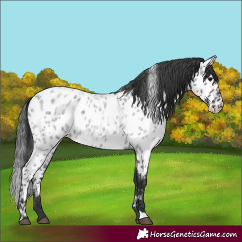 Horse Color:Blue Roan Near Leopard