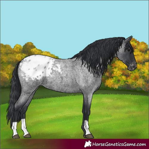 Horse Color:Blue Roan Blanket 