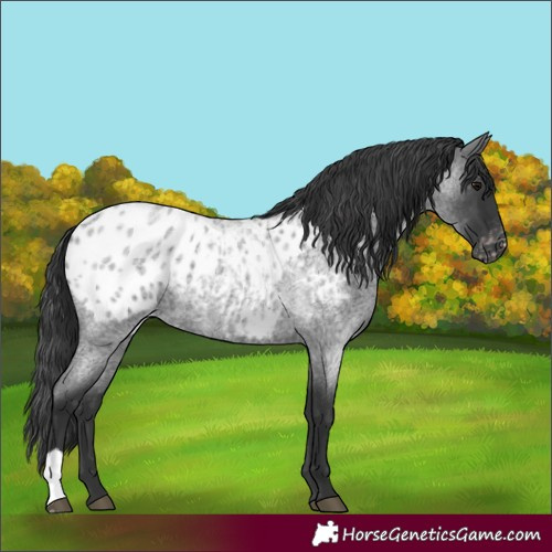 Horse Color:Blue Roan Blanket 