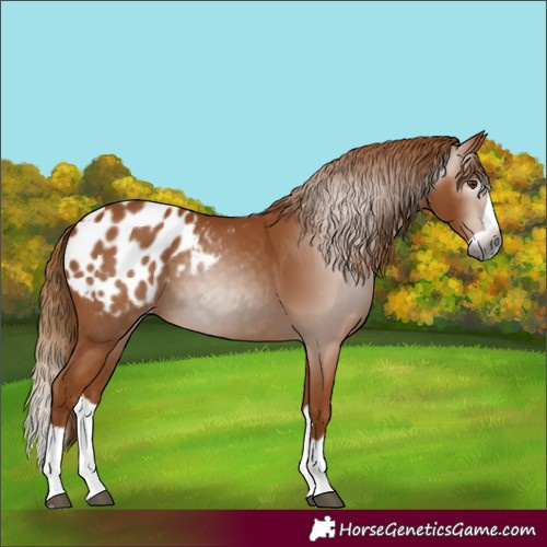 Horse Color:Gray Chestnut Splash Blanket
