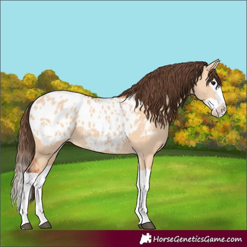 Horse Color:Bay Dun Splash Blanket 