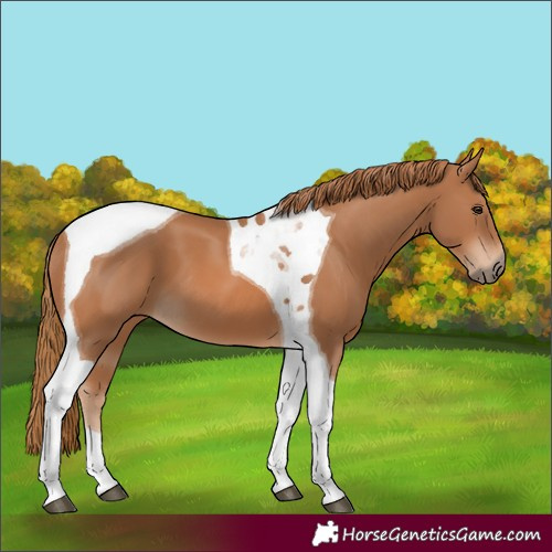 Horse Color:Chestnut Tobiano