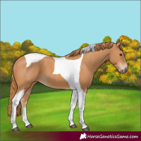 Horse Color:Chestnut Tobiano 
