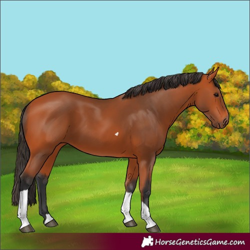 Horse Color:Bay Tobiano