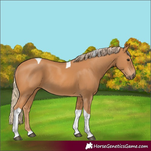 Horse Color:Chestnut Tobiano 