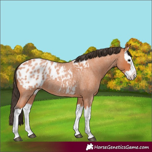 Horse Color:Bay Roan Splash Blanket