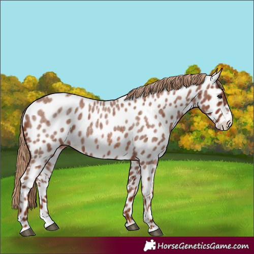 Horse Color:Red Roan Splash Near Leopard