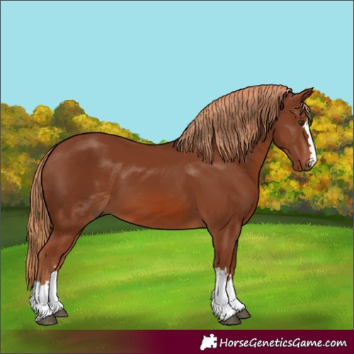 Horse Color:Chestnut 