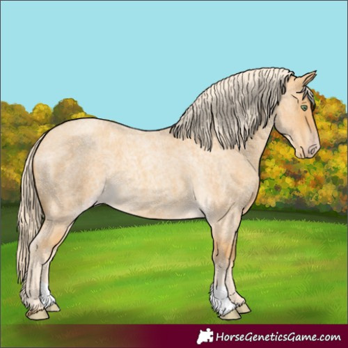 Horse Color:Gold Cream Champagne Roan 