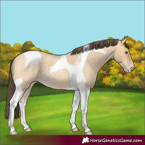 Horse Color:Amber Cream Champagne Roan Tobiano