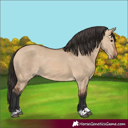 Horse Color:Bay Dun 