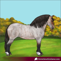Horse Color:Bay Roan 