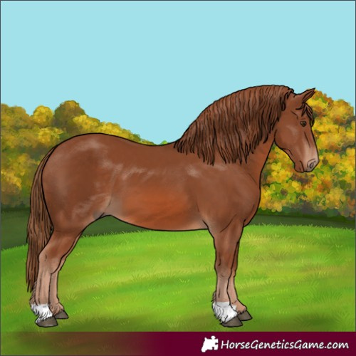 Horse Color:Chestnut 