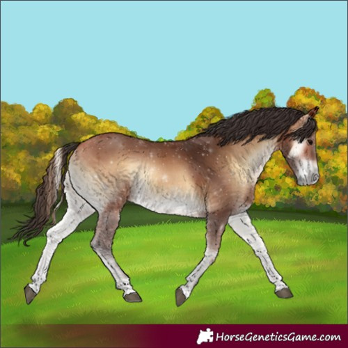 Horse Color:Bay Onyx Rabicano