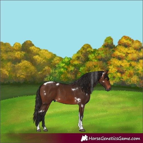 Horse Color:Gray White Spotted Bay Tobiano Rabicano