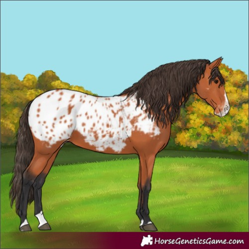 Horse Color:Bay Splash Blanket
