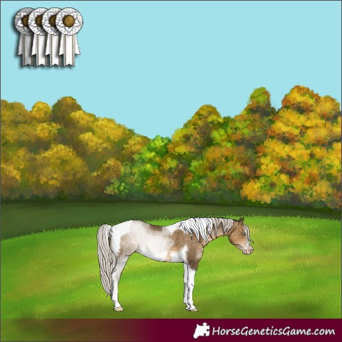 Horse Color:Gray Silver Buckskin Pearl Tobiano Frame 