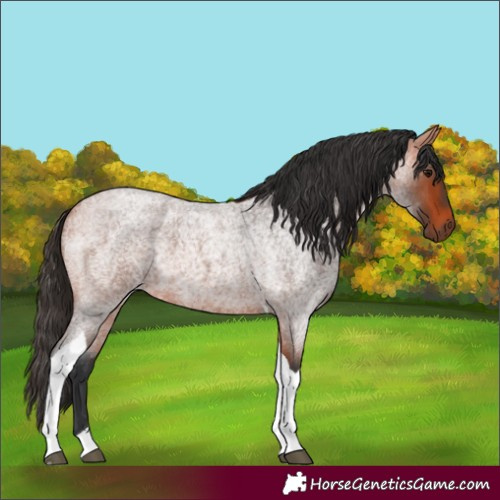 Horse Color:Bay Roan Tobiano 