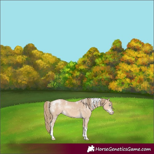 Horse Color:Powder White Perlino Tobiano