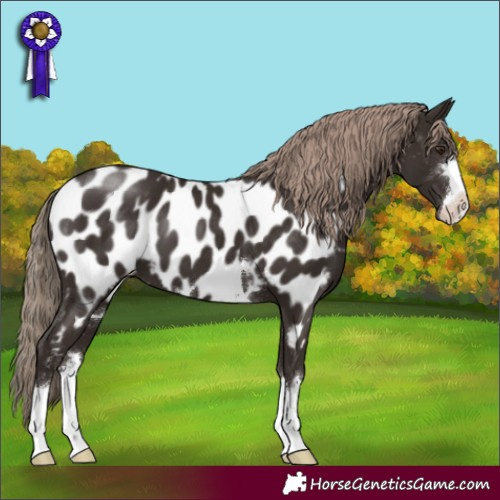Horse Color:Liver Chestnut Near Leopard 