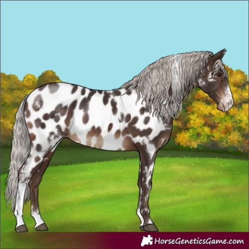 Horse Color:White Spotted Silver Brown Sabino Near Leopard 