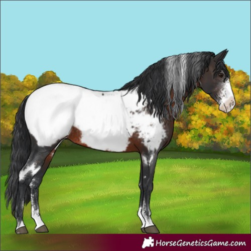 Horse Color:White Spotted Brown Sabino Snowcap Rabicano 