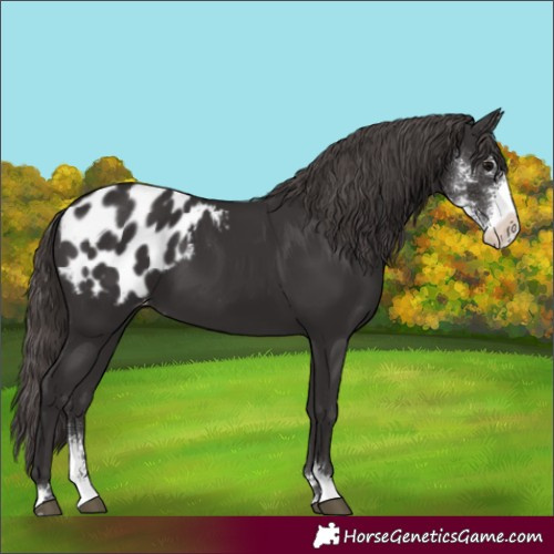 Horse Color:Smoky Black Sabino Blanket 