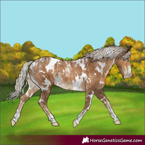 Horse Color:Powder White White Spotted Chocolate Palomino Rabicano 