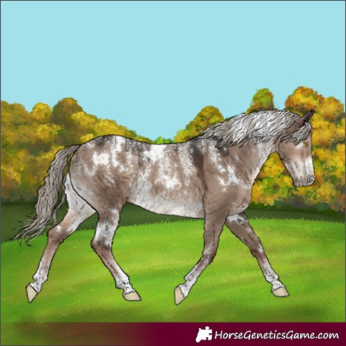Horse Color:Powder White White Spotted Liver Red Dun Rabicano