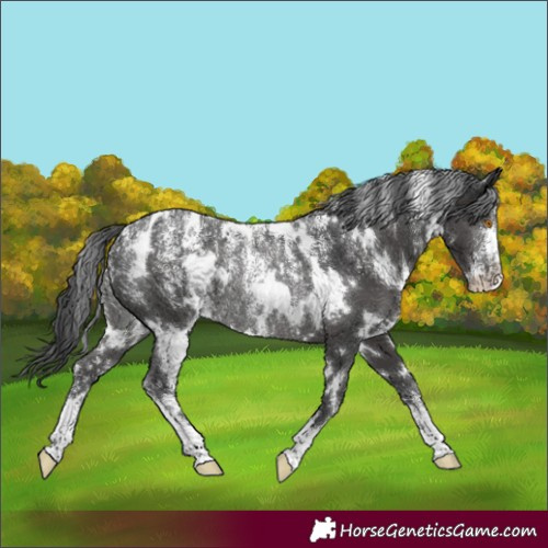 Horse Color:Powder White White Spotted Black Rabicano 