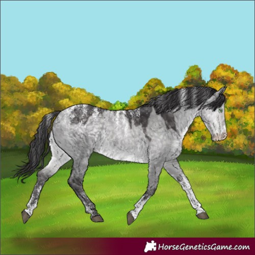 Horse Color:Powder White Platinum Buckskin Dun Rabicano 
