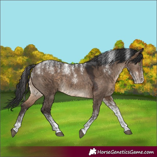 Horse Color:Powder White Brown Dun 
