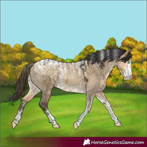 Horse Color:Powder White Buckskin Dun Rabicano 