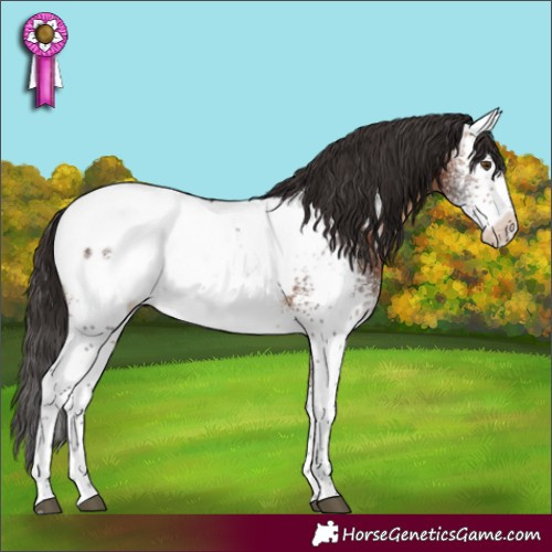 Horse Color:White Spotted Bay Snowcap Rabicano