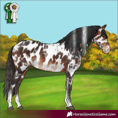 Horse Color:White Spotted Bay Sabino Near Leopard Rabicano