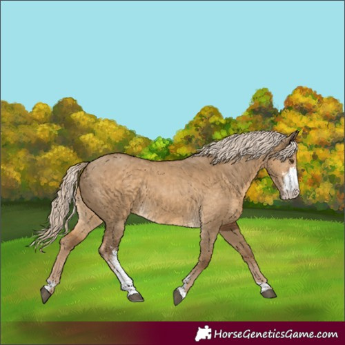 Horse Color:Chocolate Palomino Dun Sabino 