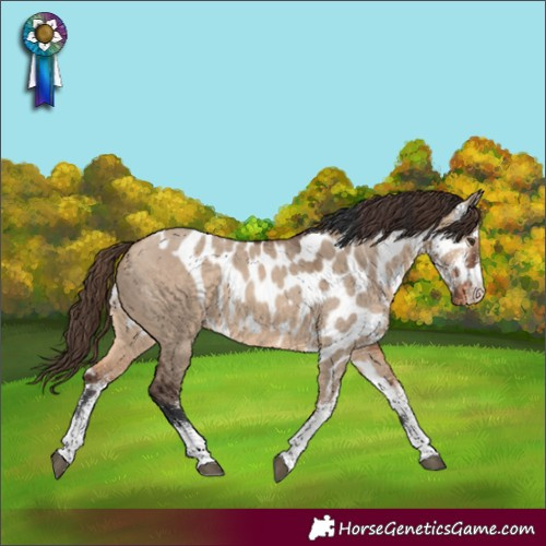 Horse Color:White Spotted Bay Dun Skewed LP Spotted 