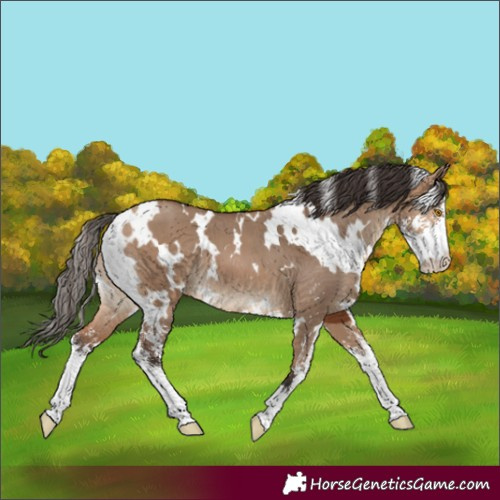 Horse Color:White Spotted Bay Dun Sabino