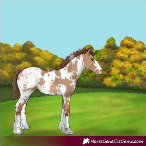 Horse Color:White Spotted Red Dun Blanket 