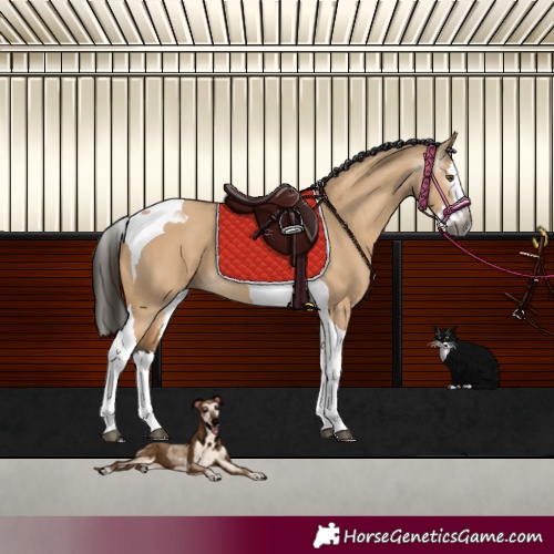 Horse Color:Unknown