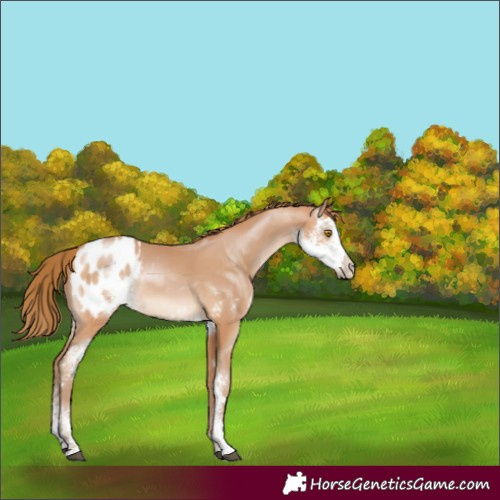 Horse Color:Bay Pearl Sabino Varnish Rabicano