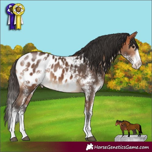 Horse Color:Bay Sabino Blanket 